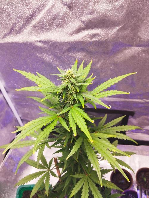 Cookies. My first grow. Week 7