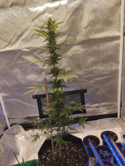 Cookies. My first grow. Week 7