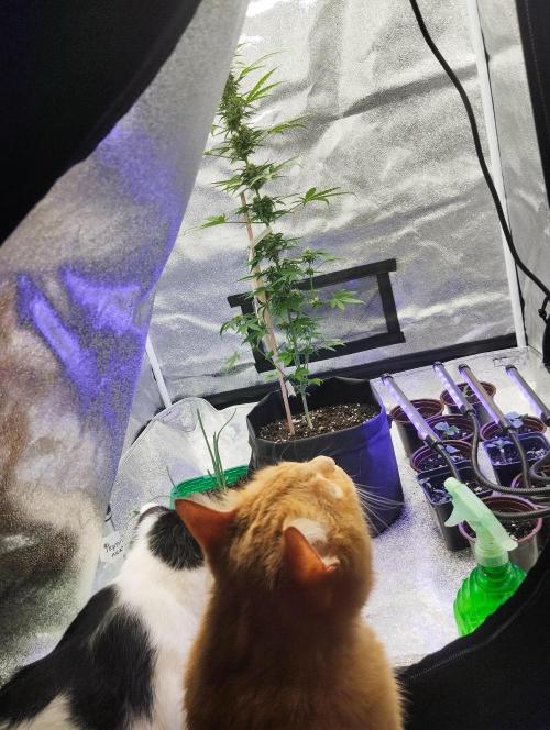 Cookies. My first grow. Week 7