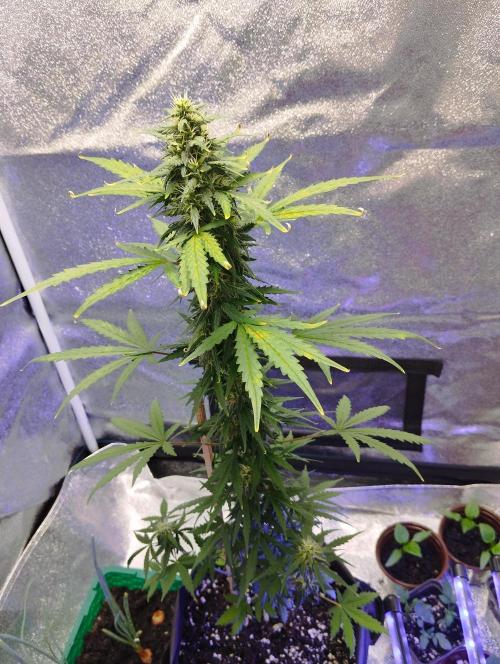 Cookies. My first grow. Week 8