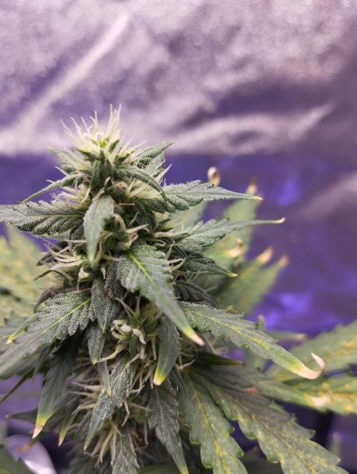 Cookies. My first grow. Week 8