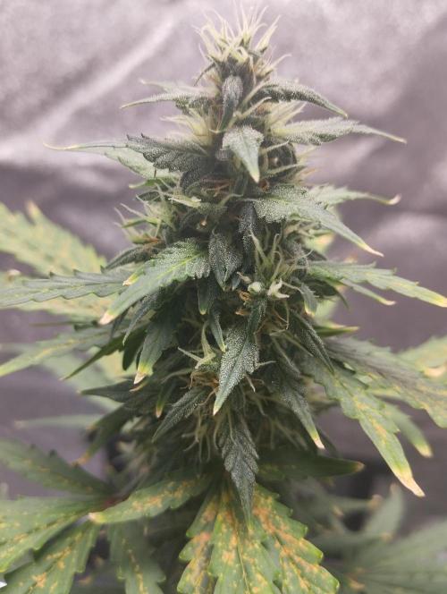 Cookies. My first grow. Week 9