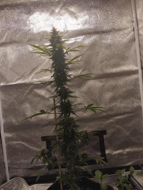 Cookies. My first grow. Week 9