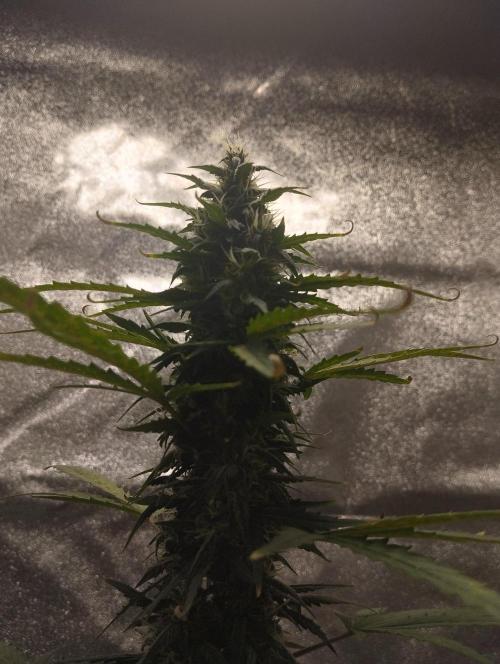 Cookies. My first grow. Week 9