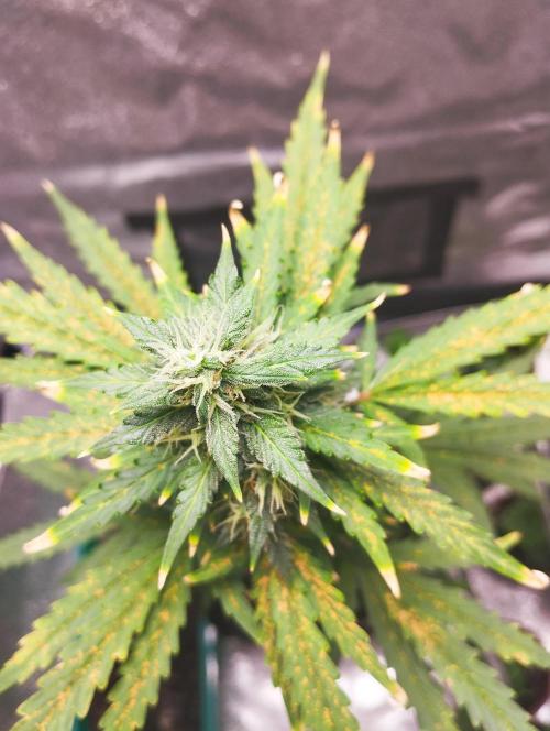 Cookies. My first grow. Week 9