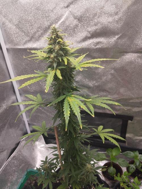 Cookies. My first grow. Week 10