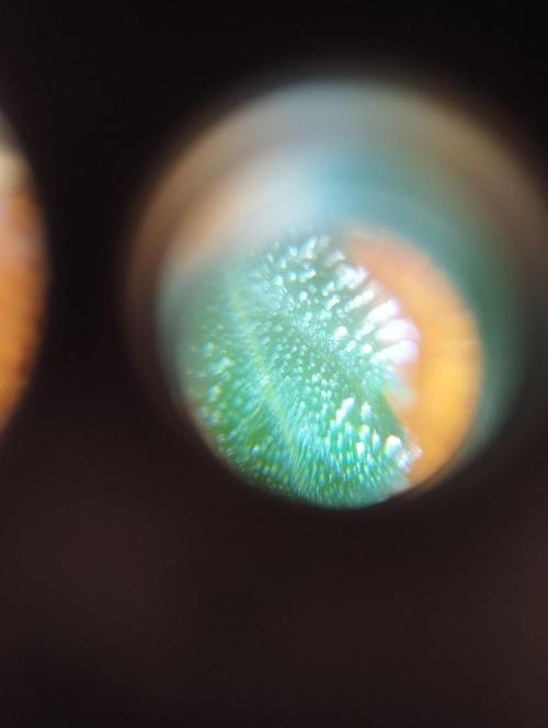 Cookies. My first grow. Week 10