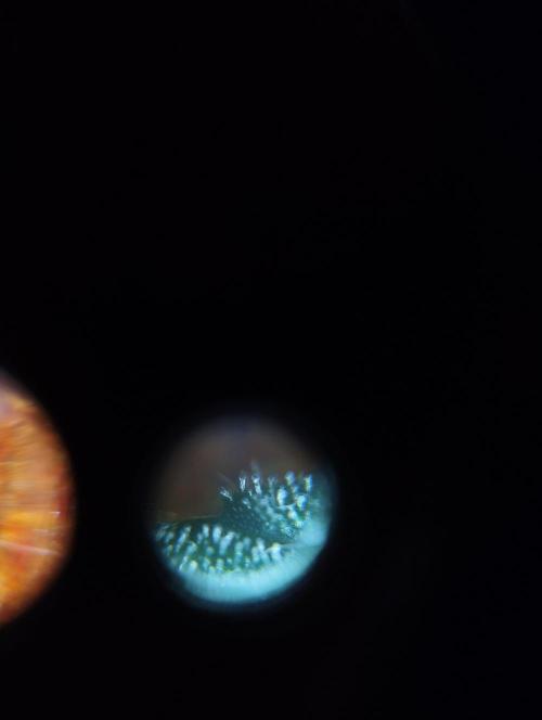 Cookies. My first grow. Week 10