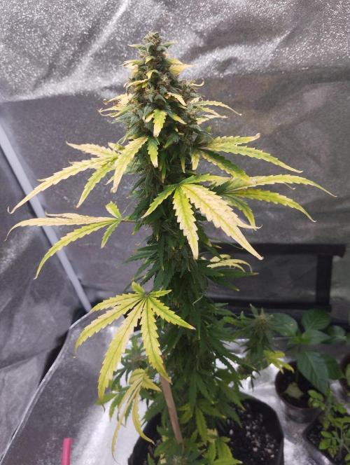 Cookies. My first grow. Week 11