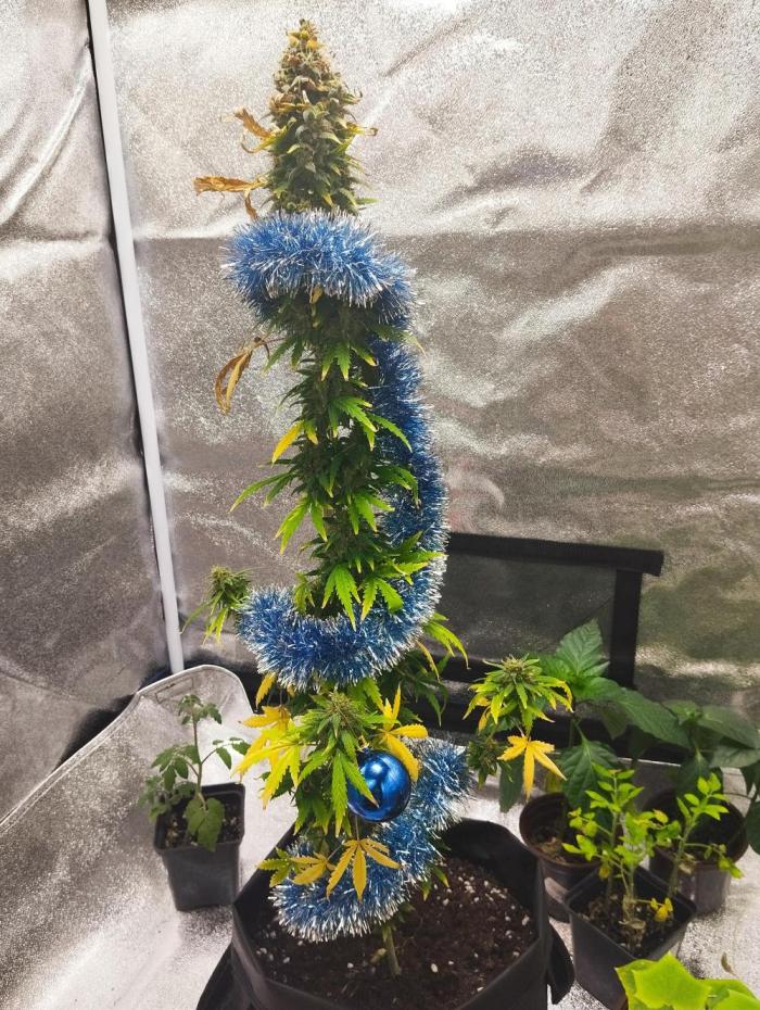 Cookies. My first grow. Week 13