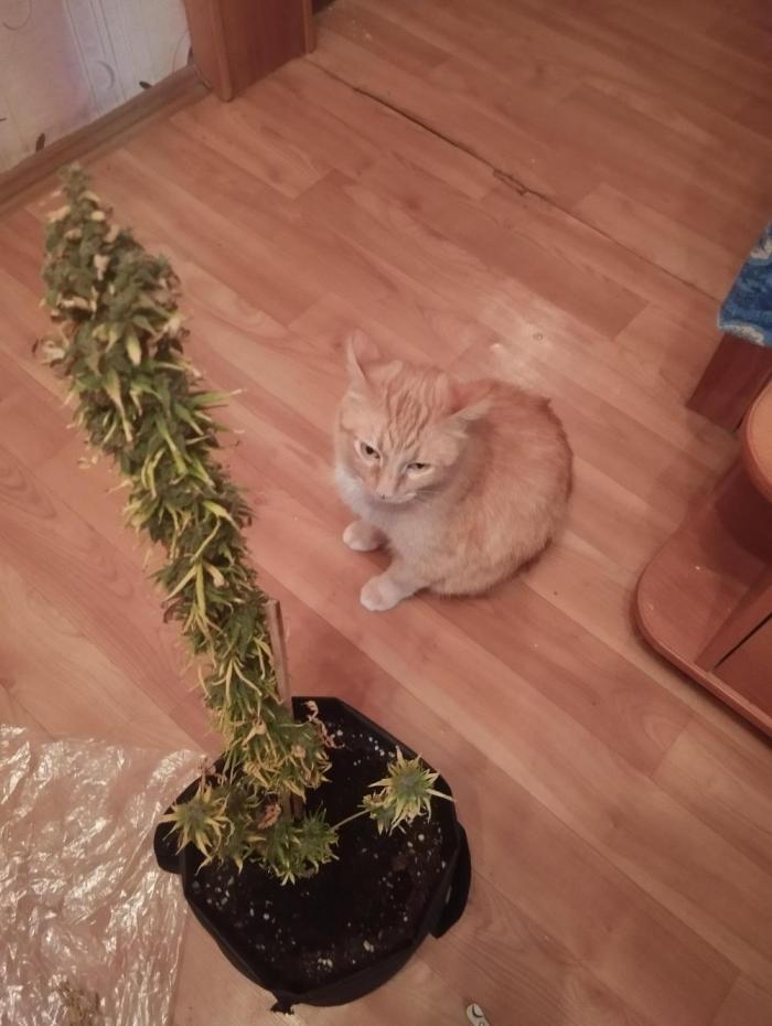 Cookies. My first grow. Week 15 - -