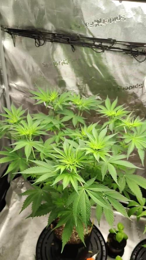 Stephen Hawking Kush - Alphakronik Genes