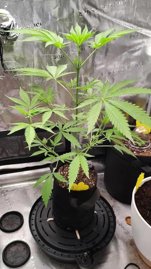 Gelato#33 X GDP (Cheap Seeds)