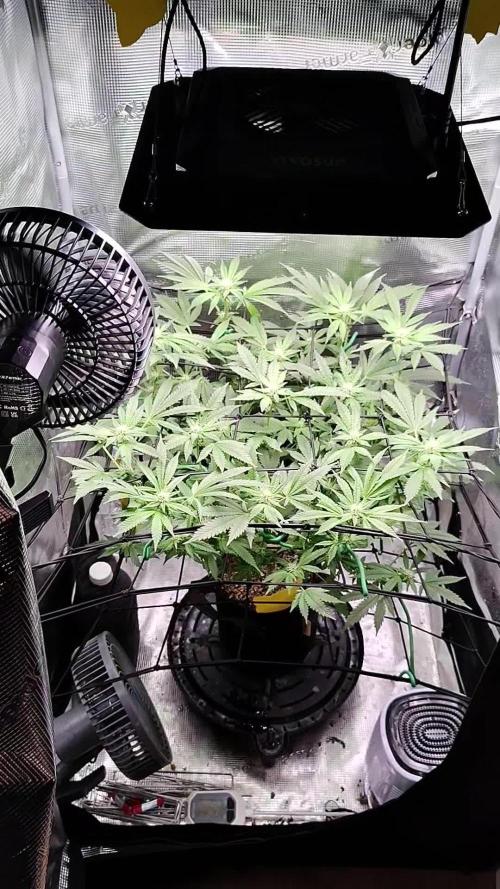 Fruity Pebbles 2.0 by QCS