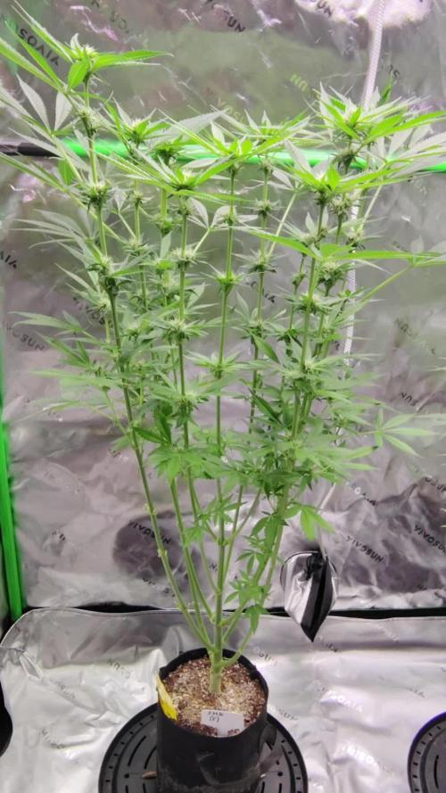 Stephen Hawking Kush - Alphakronik Genes