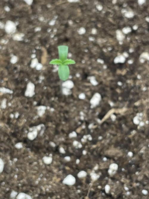 Cherry Popper First Photo run. Week 0 - Erster Tag