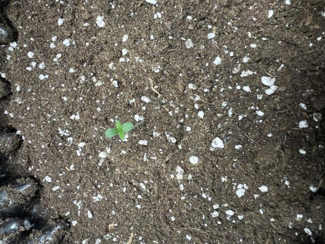 Cherry Popper First Photo run. Week 0