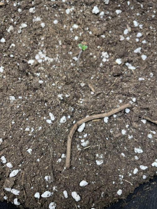 Cherry Popper First Photo run. Week 0