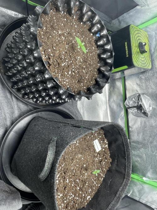 Cherry Popper First Photo run. Week 1