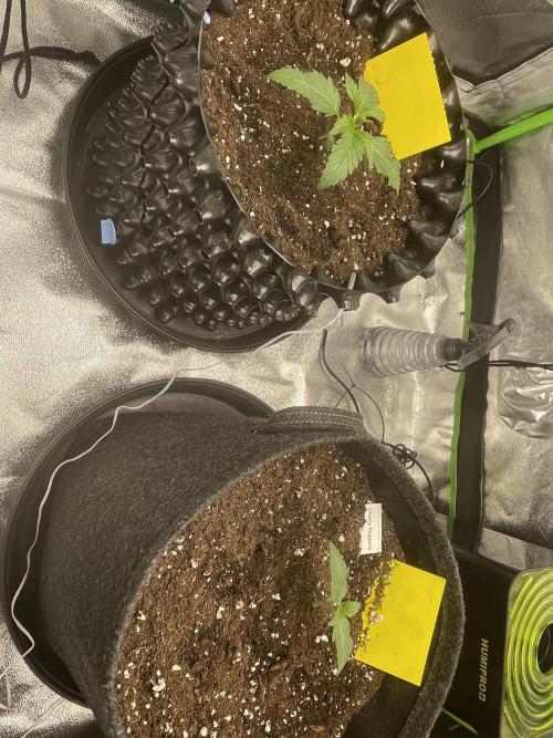 Cherry Popper First Photo run. Week 1