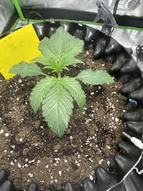 Cherry Popper First Photo run. Week 1