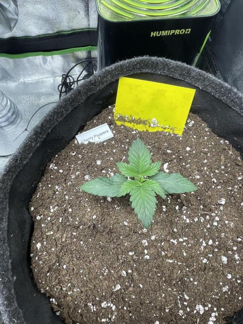 Cherry Popper First Photo run. Week 1