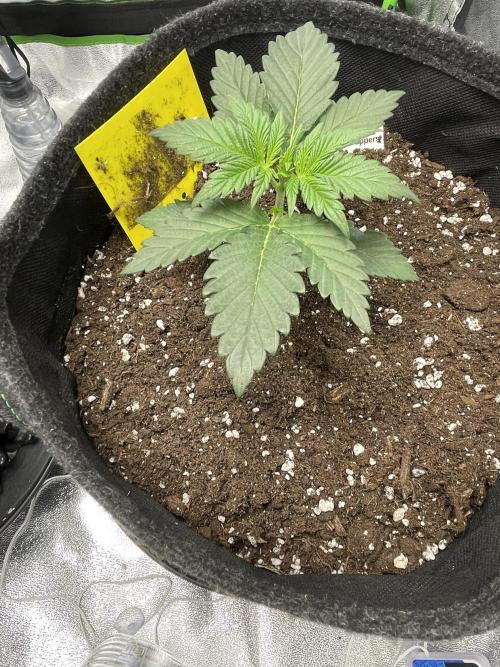 Cherry Popper First Photo run. Week 2