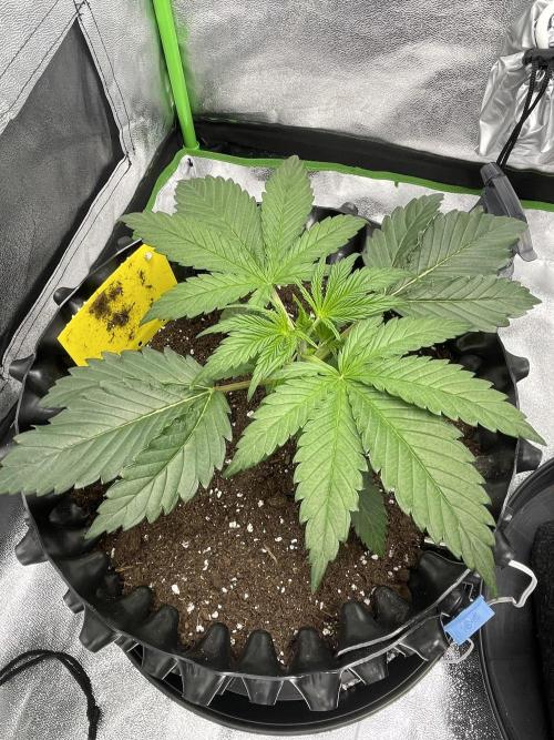 Cherry Popper First Photo run. Week 2