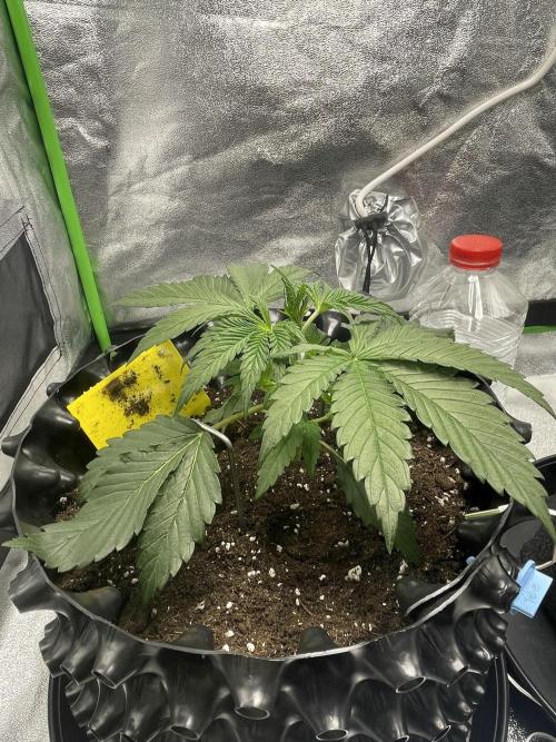 Cherry Popper First Photo run. Week 2