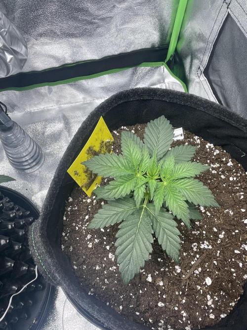 Cherry Popper First Photo run. Week 2