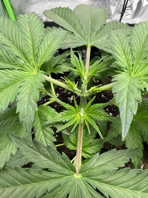 Cherry Popper First Photo run. Week 2