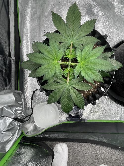 Cherry Popper First Photo run. Week 2