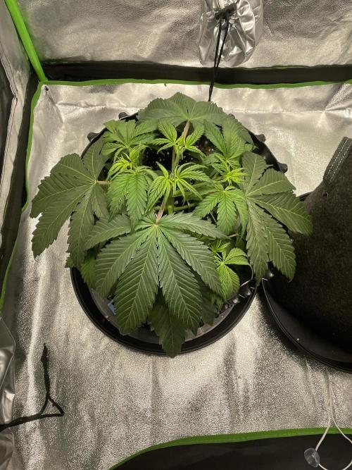 Cherry Popper First Photo run. Week 3