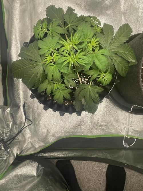 Cherry Popper First Photo run. Week 3