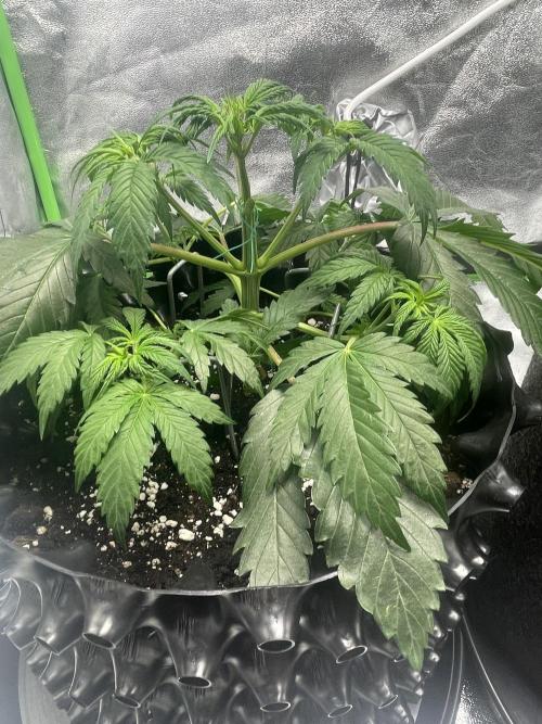 Cherry Popper First Photo run. Week 3