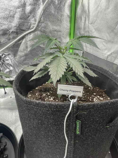 Cherry Popper First Photo run. Week 3