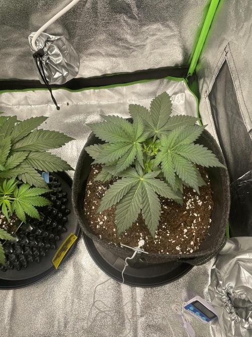 Cherry Popper First Photo run. Week 3