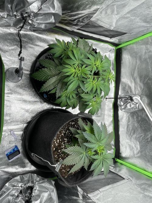 Cherry Popper First Photo run. Week 3