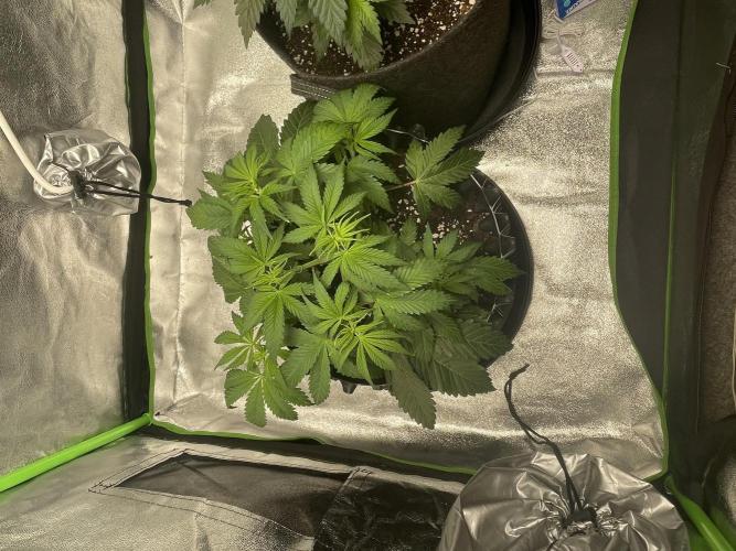 Cherry Popper First Photo run. Week 3