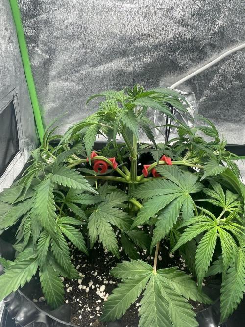 Cherry Popper First Photo run. Week 4