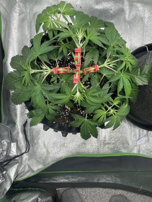 Cherry Popper First Photo run. Week 4