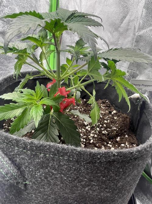 Cherry Popper First Photo run. Week 4