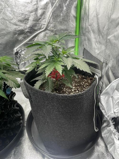 Cherry Popper First Photo run. Week 4