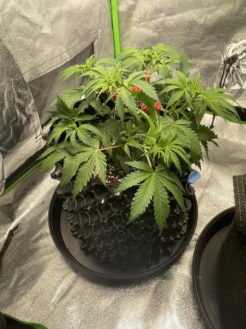 Cherry Popper First Photo run. Week 4