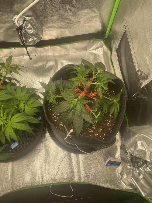 Cherry Popper First Photo run. Week 5