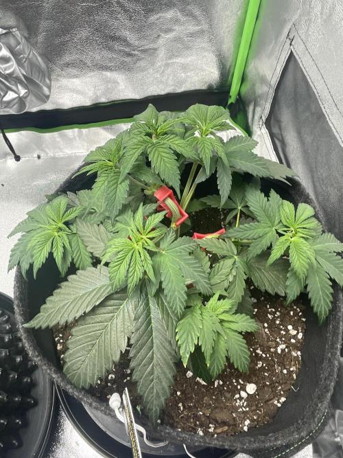 Cherry Popper First Photo run. Week 5