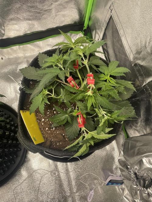 Cherry Popper First Photo run. Week 5