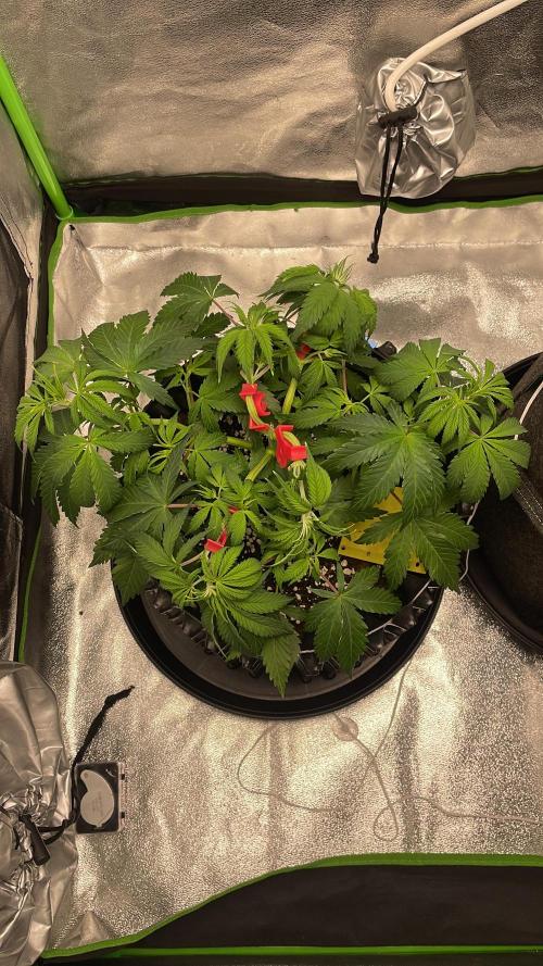 Cherry Popper First Photo run. Week 5