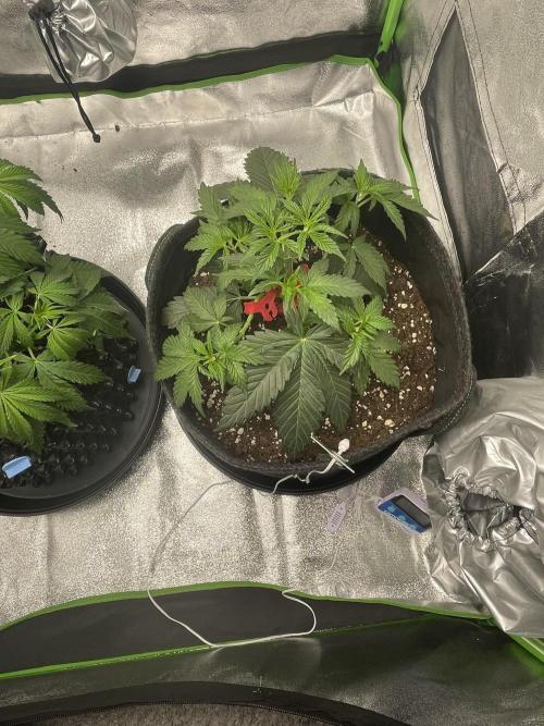 Cherry Popper First Photo run. Week 6
