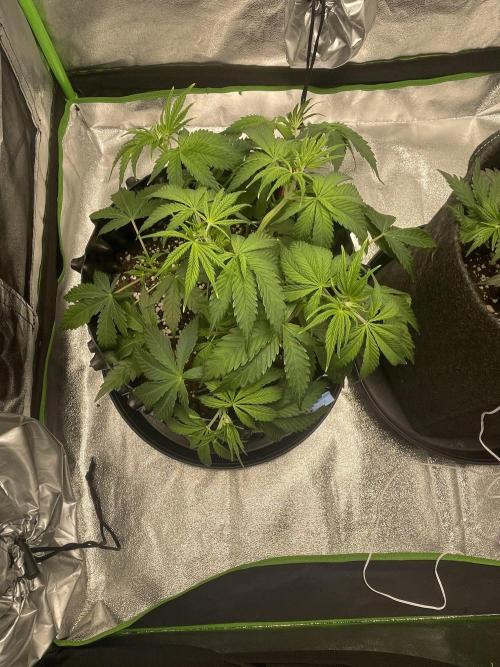 Cherry Popper First Photo run. Week 6